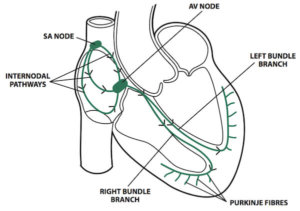 Cardiac Conduction System