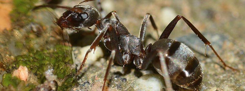 What Can Ants Teach Doctors About Teamwork?