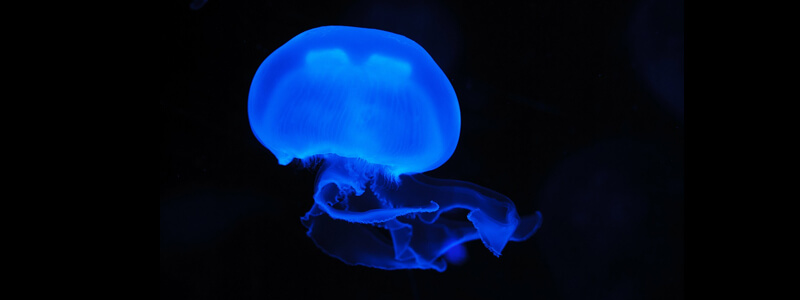 jellyfish