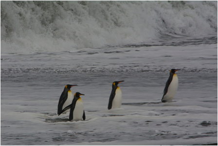 King Penguin