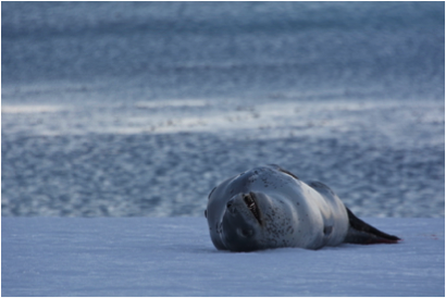 Leopard seal