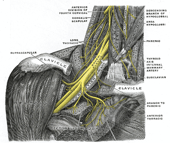 Brachial Plexus