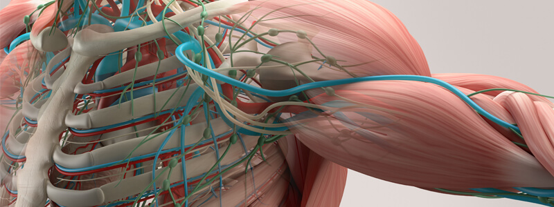 Upper Limb Nerve Lesions (Part 1 – The Brachial Plexus)