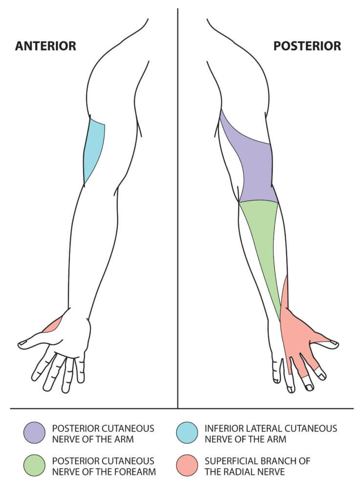 Test your knowledge of upper limb anatomy with these questions.