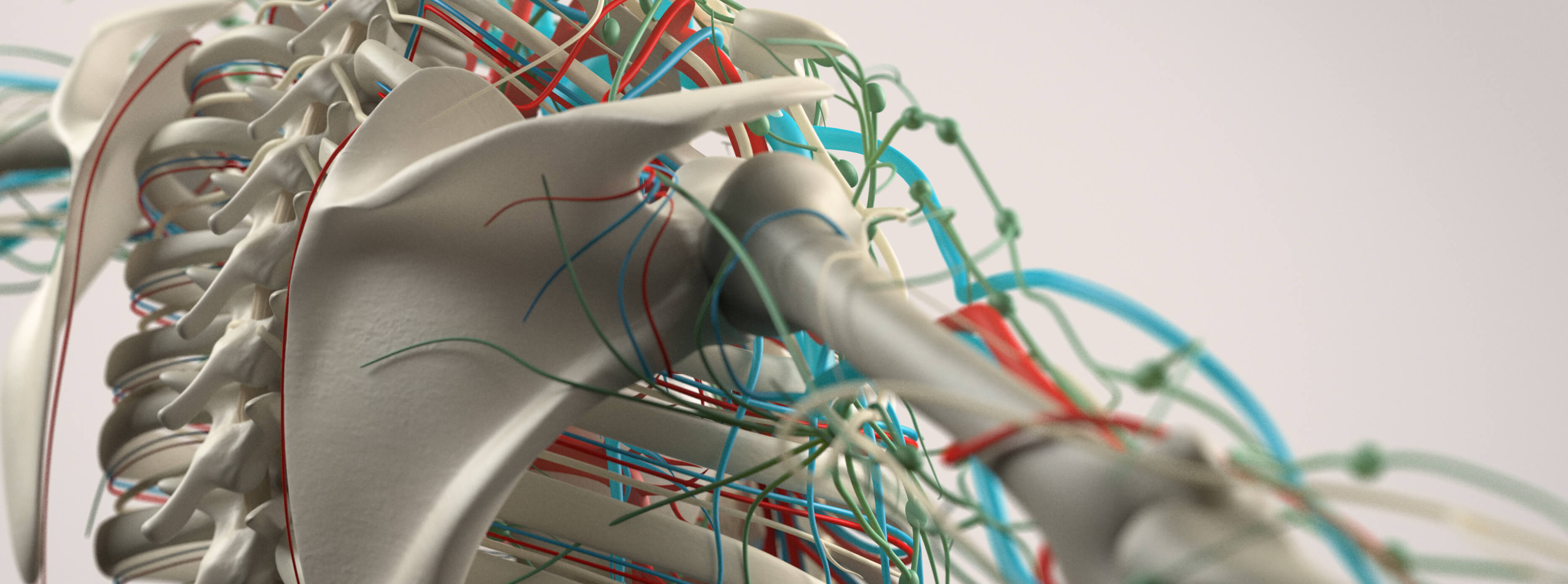 Upper Limb Nerve Lesions (Part 2 – The Radial Nerve)