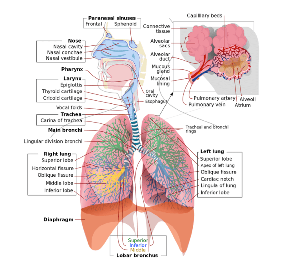 respiratory-anatomy