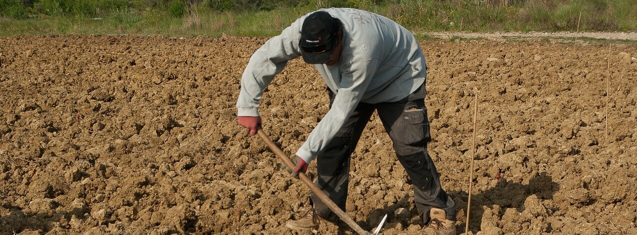 A Farm Worker with a Dirty Wound