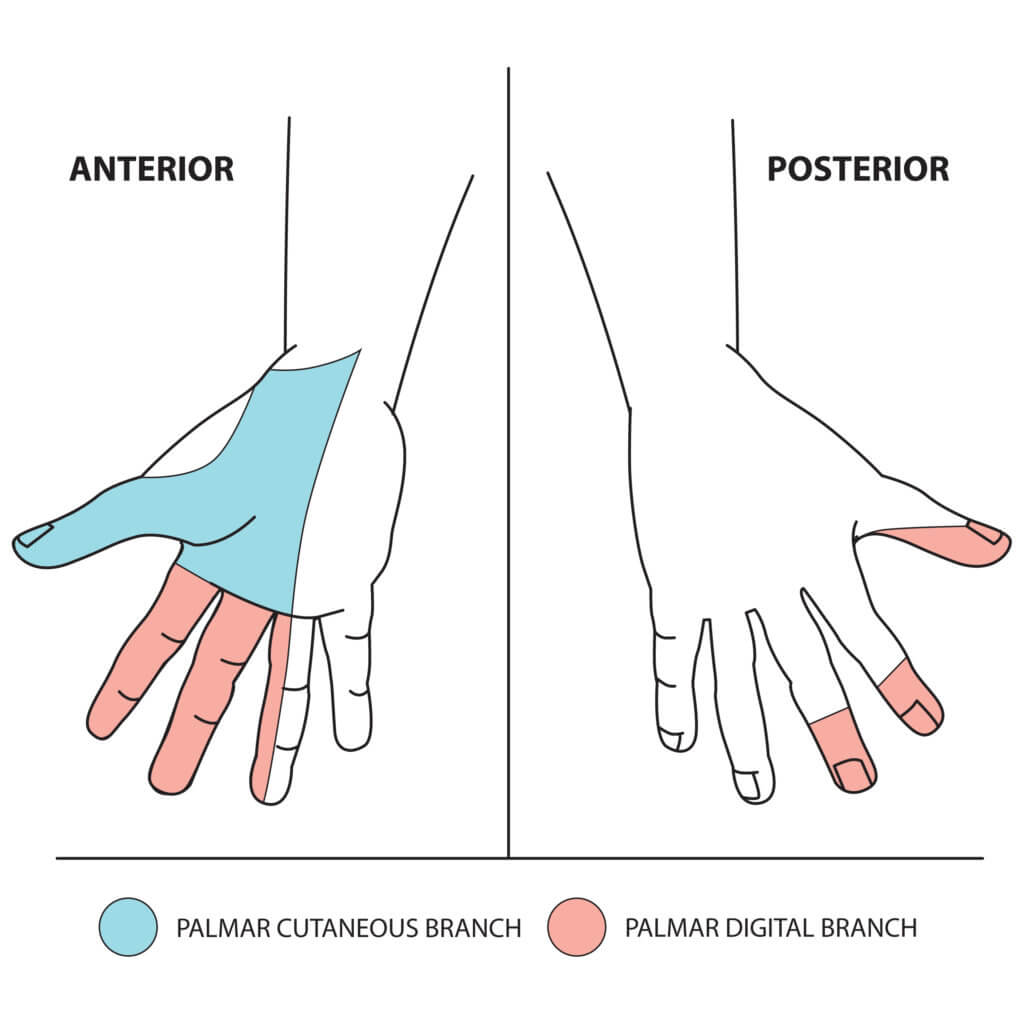 median-nerve-sensory