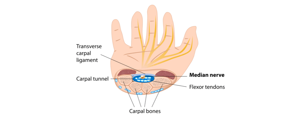 Upper Limb Nerve Lesions (Part 3 – The Median Nerve) - Medical Exam Prep