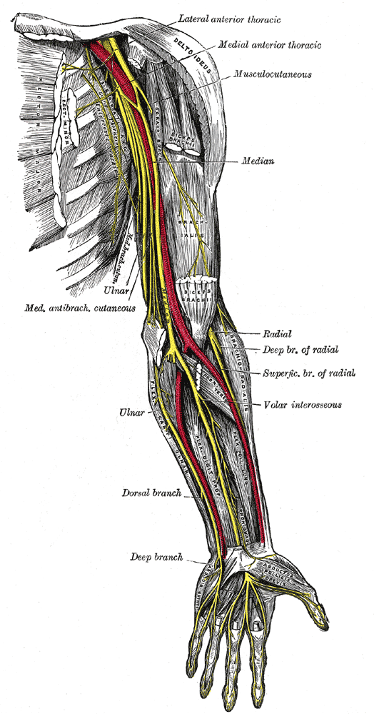 nerves_of_the_left_upper_extremity