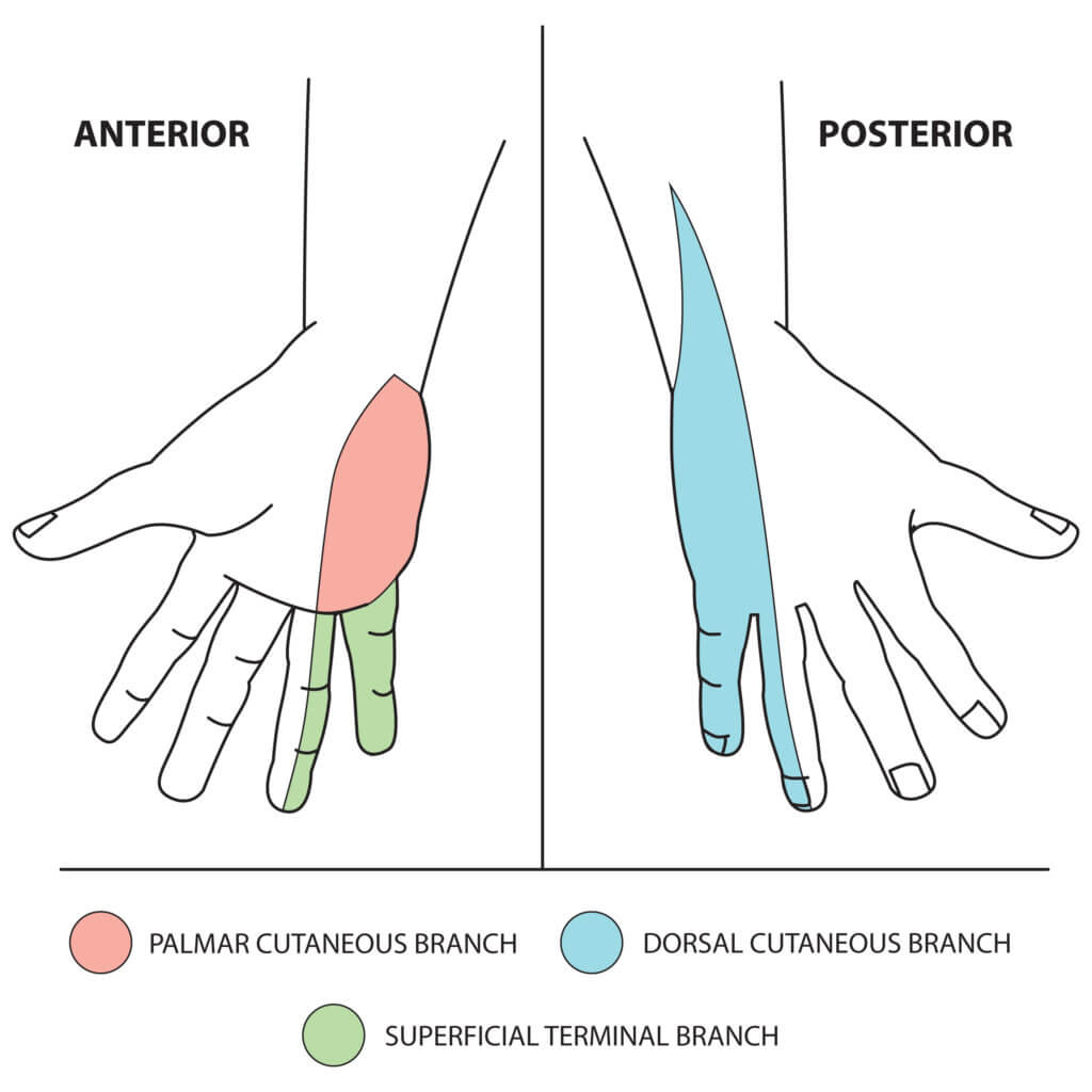 ulnar-nerve-sensory