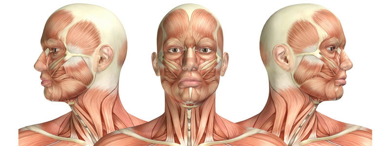 Test Your Anatomy Knowledge – Head & Neck