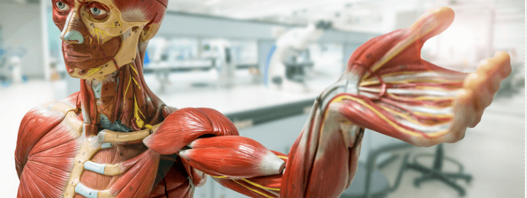 Test Your Anatomy Knowledge – The Upper Limb