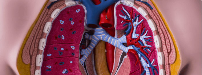 Test Your Anatomy Knowledge – The Thorax