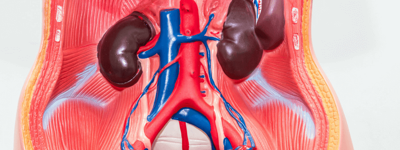 Test Your Anatomy Knowledge – The Abdomen