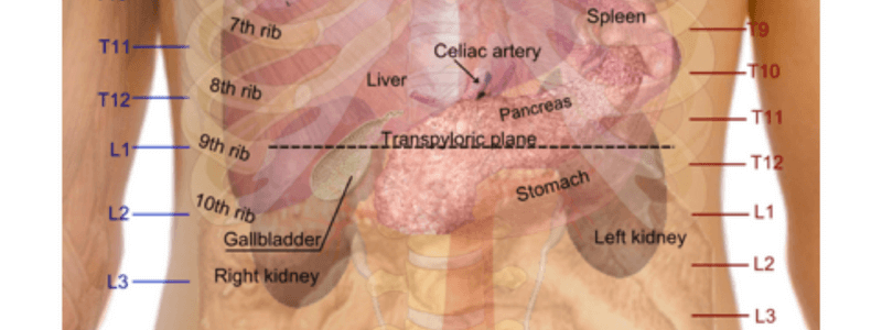 Vertebral Levels