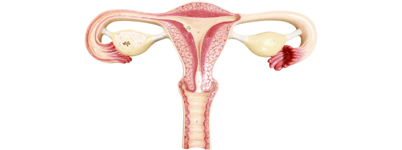 Test Your Anatomy Knowledge – The Pelvis