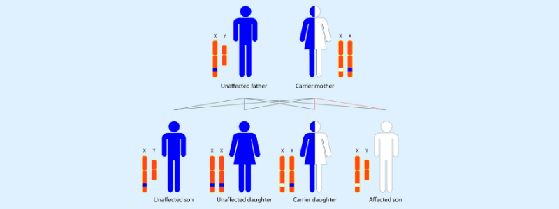 Mendelian Inheritance