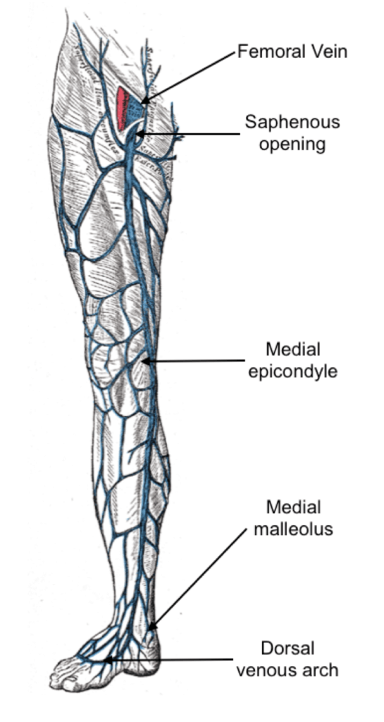 Vena saphena. Вена сафена Магна анатомия. Вена сафена парва анатомия.