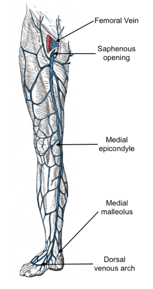 Test Your Anatomy Knowledge The Lower Limb Medical Exam Prep