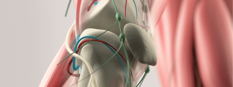 Test Your Anatomy Knowledge – The Lower Limb