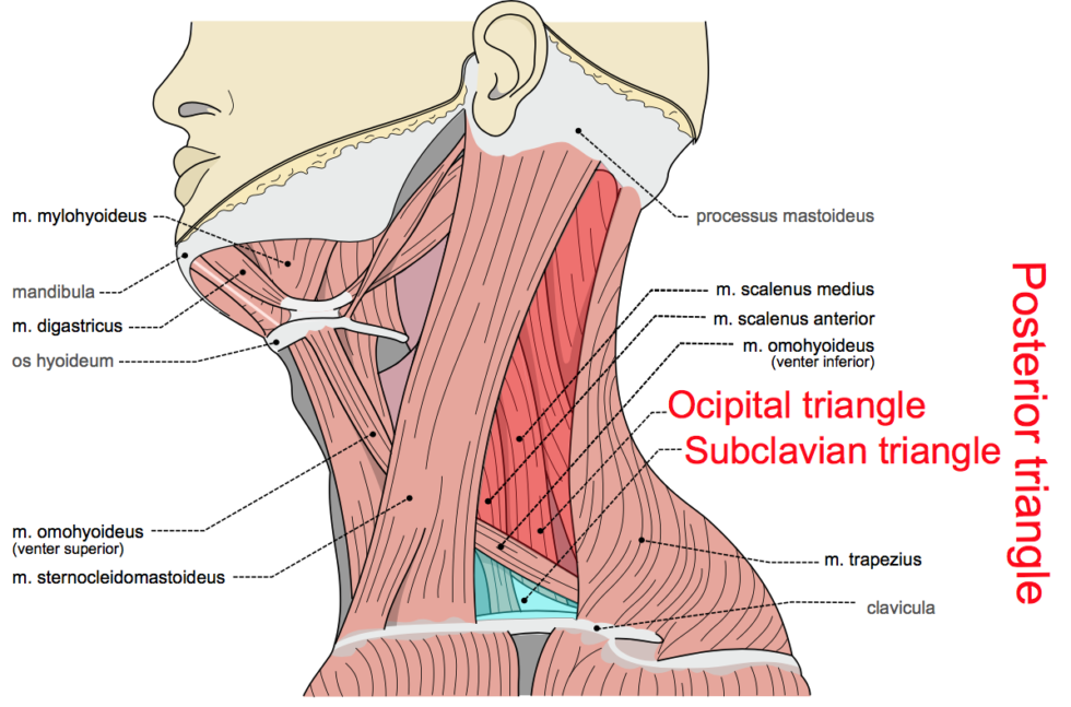 Triangles of the Neck Part 2 The Posterior Triangle Medical Exam Prep