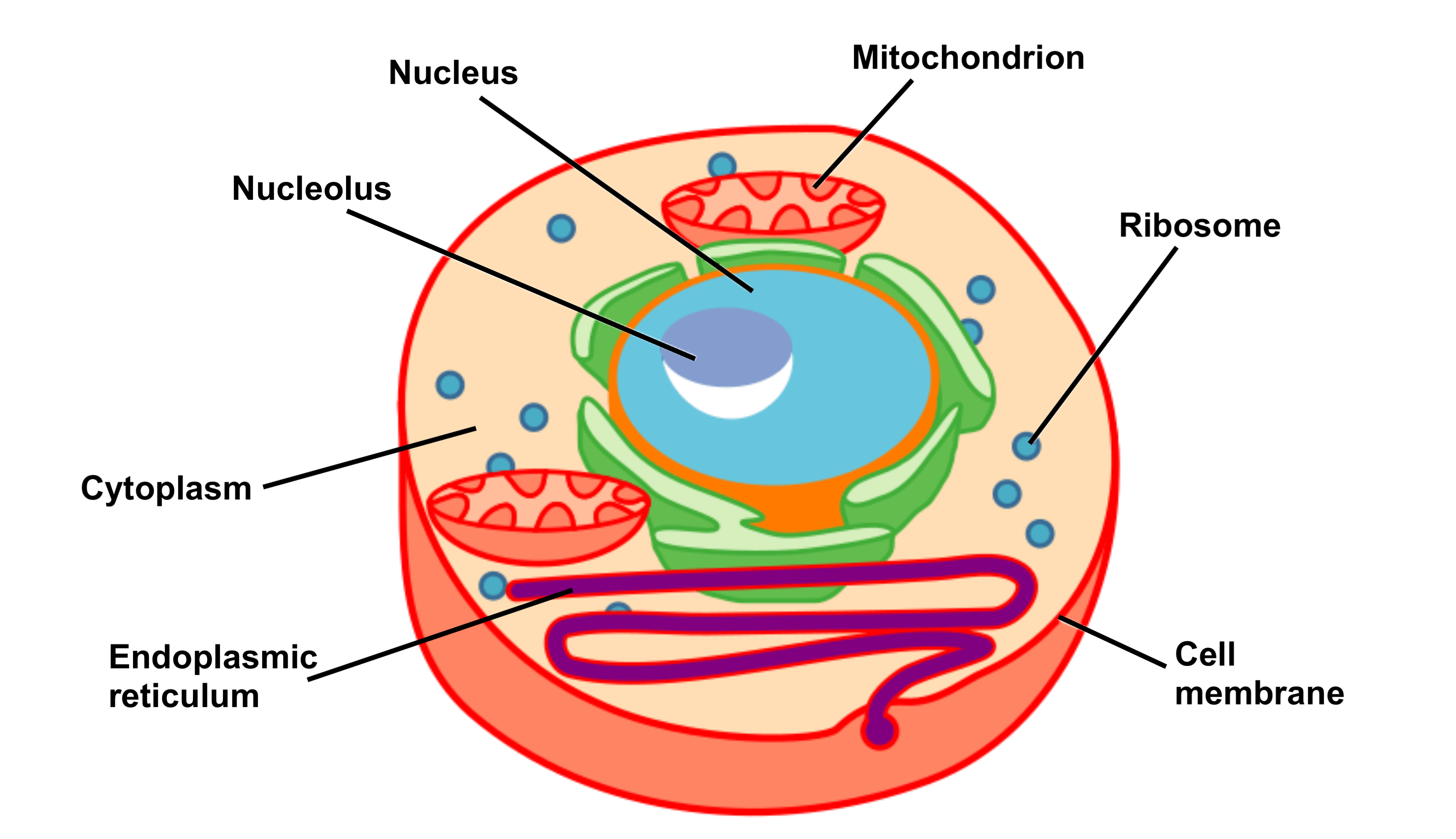 Cell Structure And Function Part 1  U2013 The Organelles