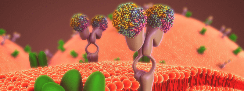 Cell Structure and Function Part 2 – The Cell Membrane