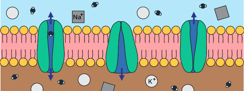 Compartments and Fluid Spaces in Health