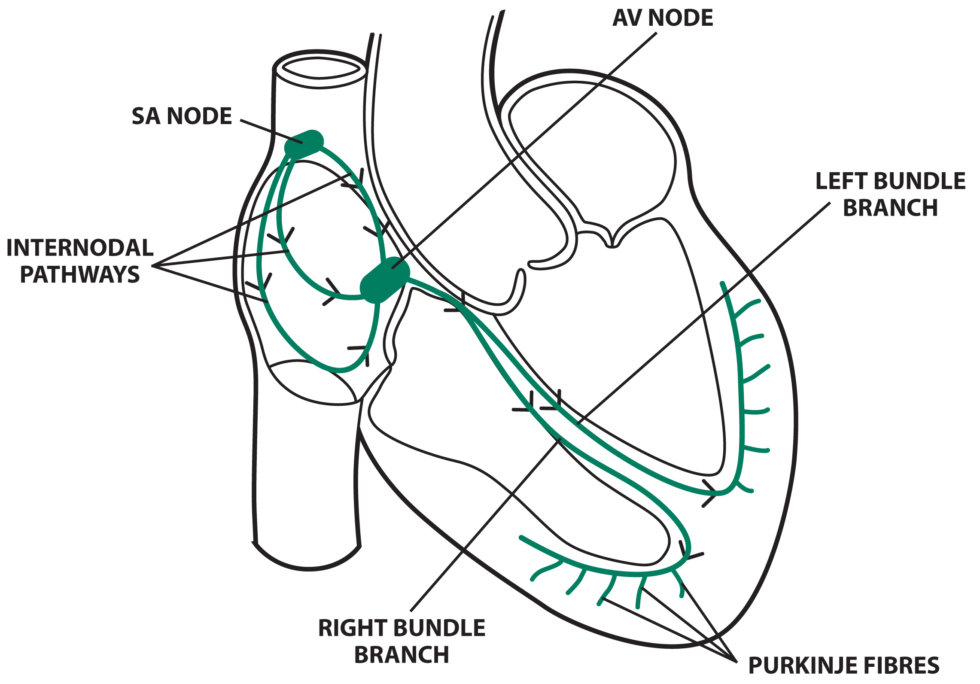 Test Your ECG Knowledge Anatomy &amp; Physiology Medical Exam Prep
