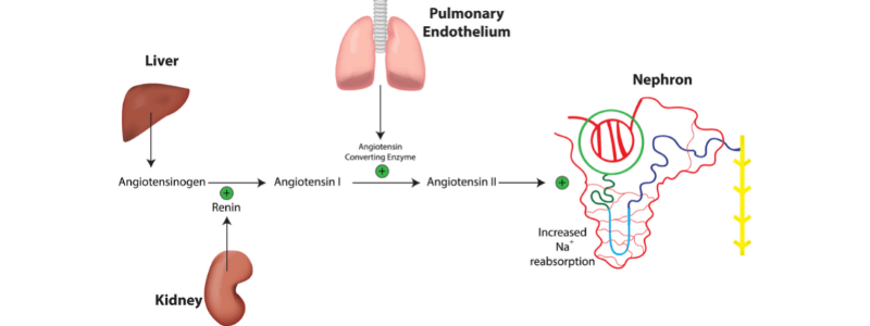 The Renin-Angiotensin-Aldosterone System