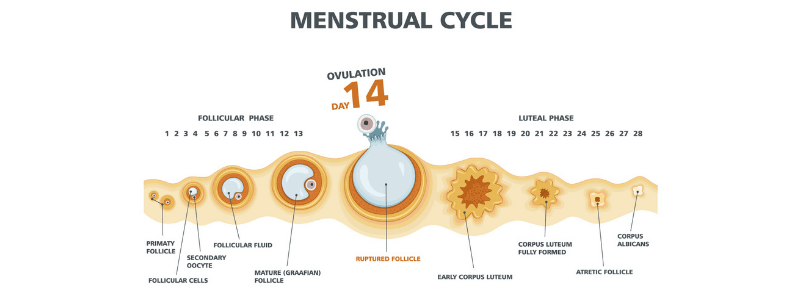 The Menstrual Cycle