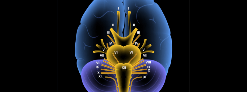 Overview of the Cranial Nerves