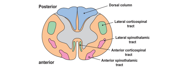 The Descending Tracts