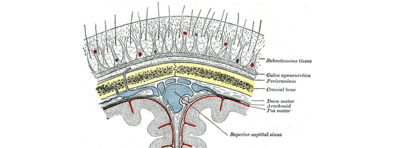 The Scalp