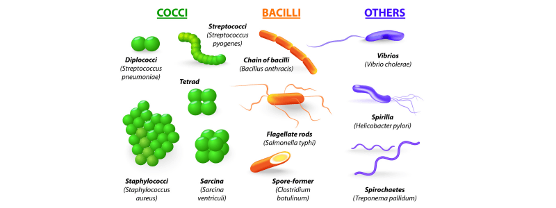 Structure and Classification of Bacteria